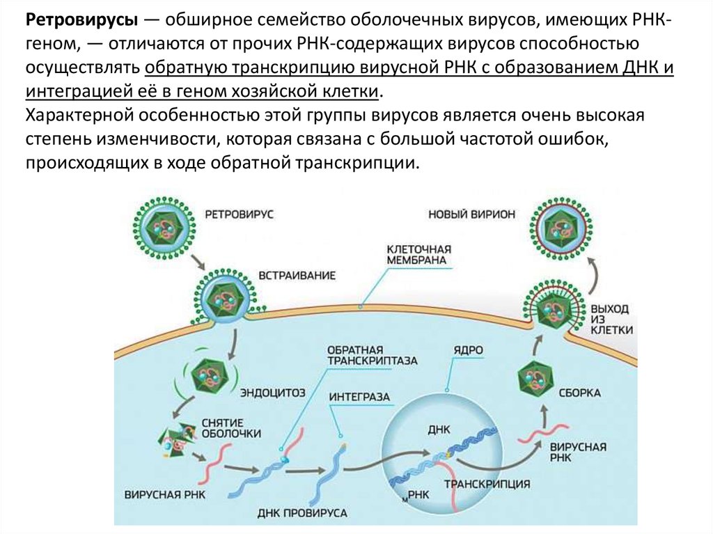 Содержат рнк геном. Онкогенные РНК-содержащие вирусы из семейства ретровирусов. Схема ПЦР РНК вирусов. Ретровирусы строение генома. Жизненный цикл ДНК содержащих вирусов.