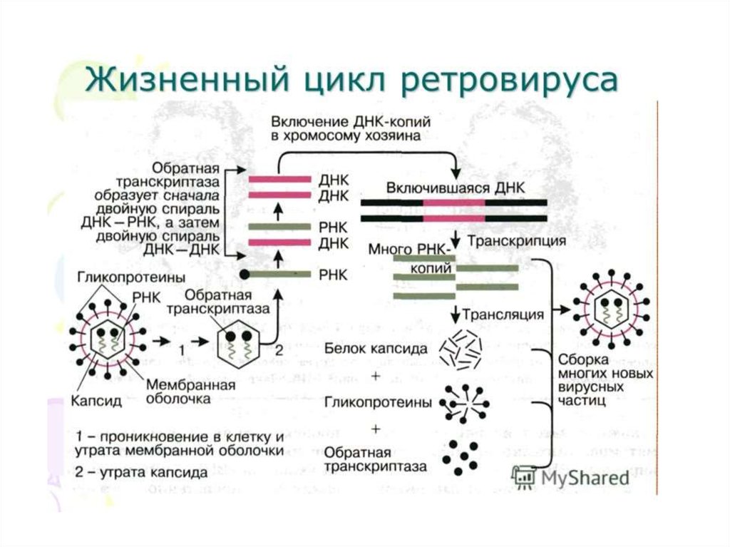 Вирус ковид группа патогенности. Жизненный цикл РНК содержащих вирусов. Ретровирусы жизненный цикл. Жизненный цикл РНК вируса схема. Схема размножения ретровирусов.