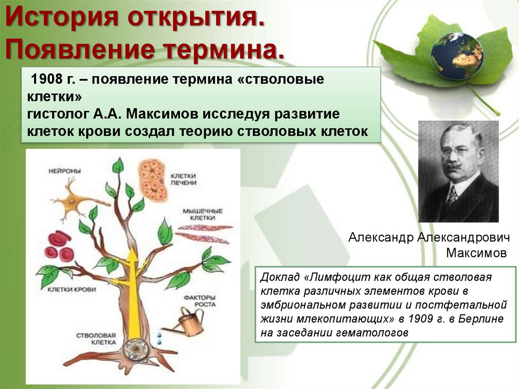 Стволовые клетки в биотехнологии презентация