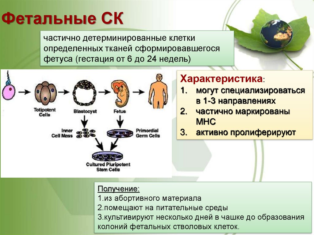 Стволовые клетки в биотехнологии презентация