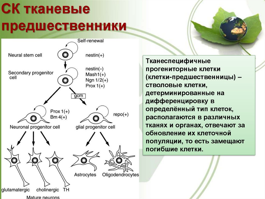 Стволовые клетки в биотехнологии презентация