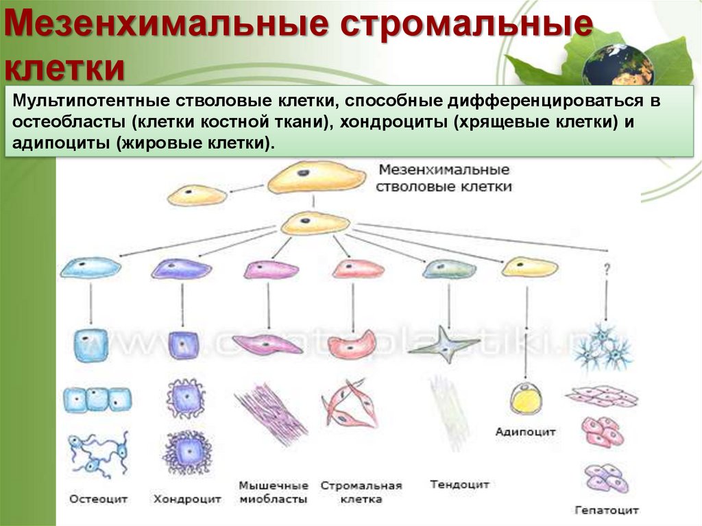 Мезенхимальные стволовые клетки. Мезенхимальные (стромальные) стволовые клетки. Мультипотентные мезенхимальные стромальные стволовые клетки. Мезенхимальные клетки. Источники мезенхимальных стволовых клеток.