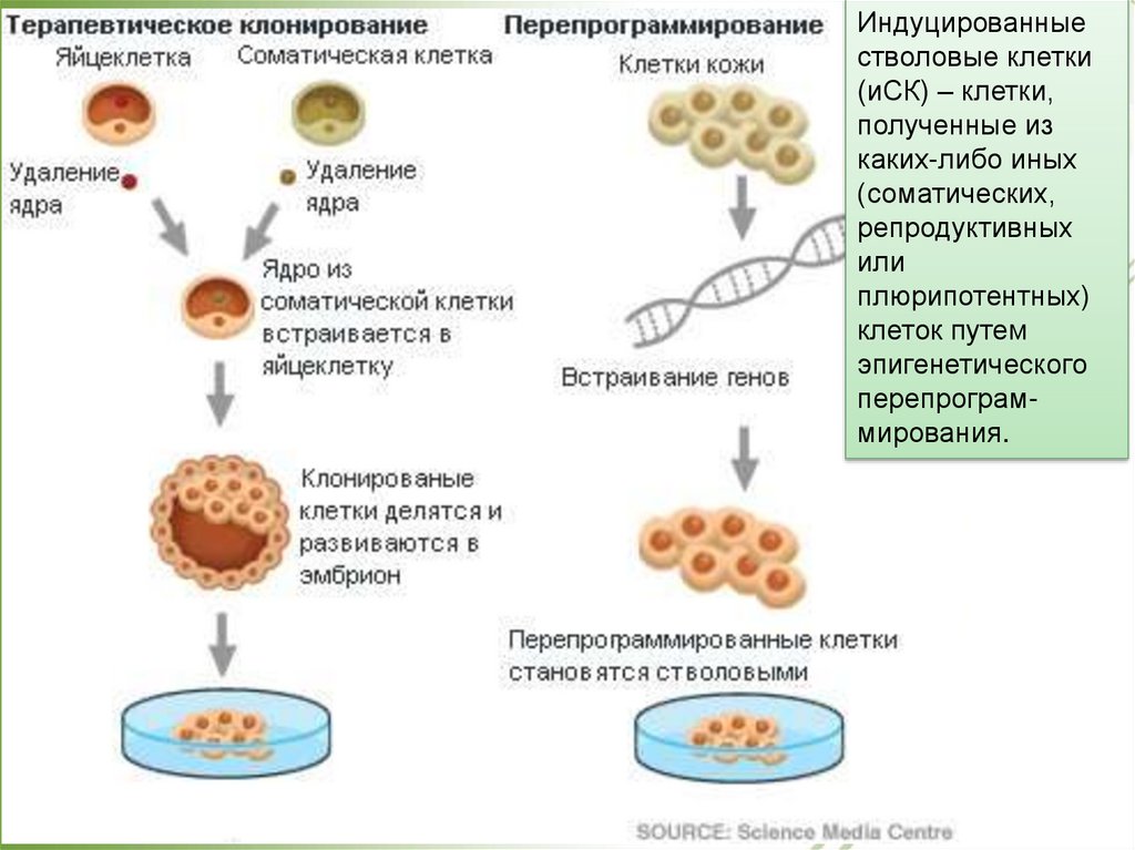 Клонирование терапевтическое схема