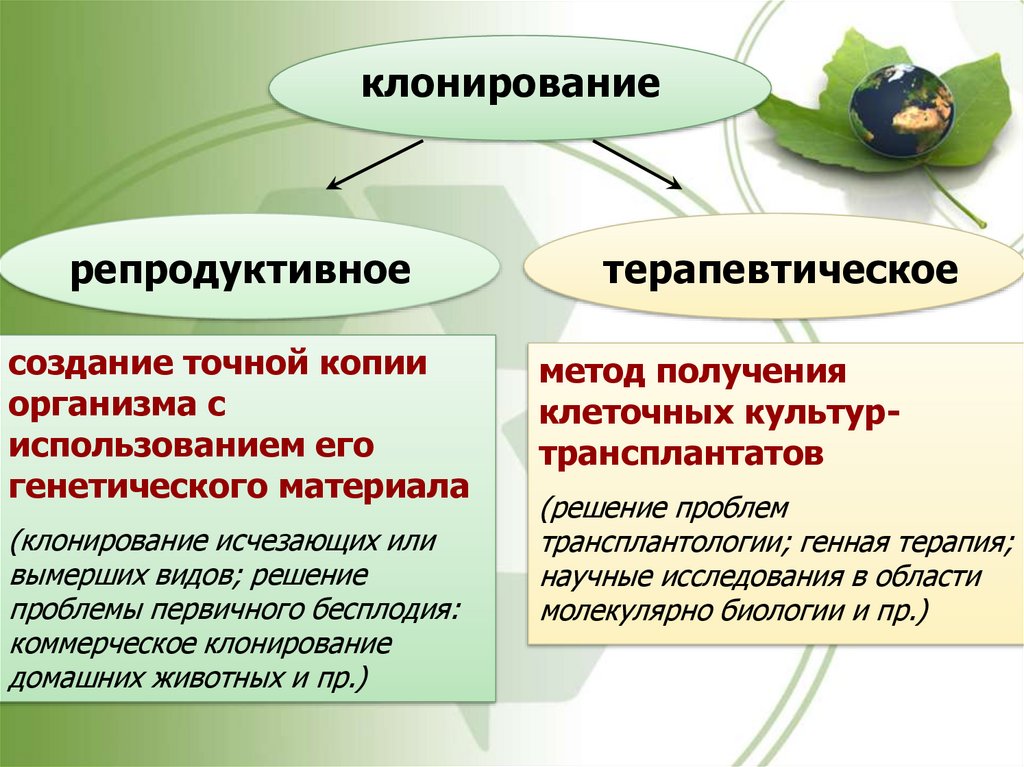 Репродуктивное клонирование. Виды клонирования. Репродуктивное и терапевтическое клонирование. Клонирование презентация. Клонирование в биотехнологии.