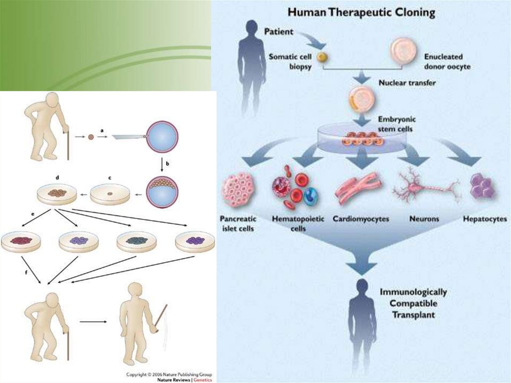 Клонирование терапевтическое схема