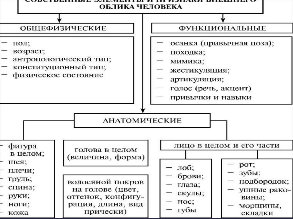 Внешние признаки человека. Схему признаков внешнего облика человека. Функциональные признаки внешности человека. Общефизические признаки внешности человека. Методика описания внешних признаков человека.