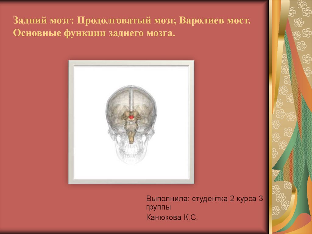 Задний мозг презентация анатомия