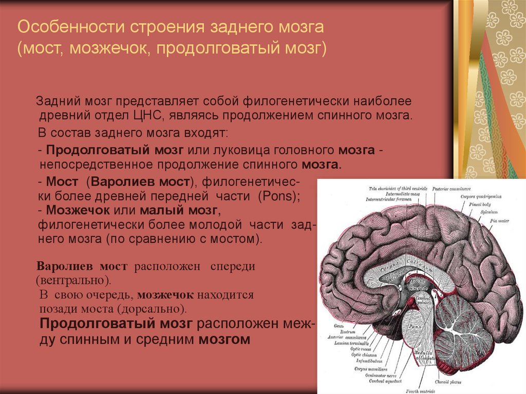 Продолговатый мозг и мост функции и строение. Функции продолговатого мозга головного мозга. Продолговатый мозг,мост,средний мозг, мозжечок,промежуточный. Строение головного мозга продолговатый мозг. Структура головного мозг средний мозг.