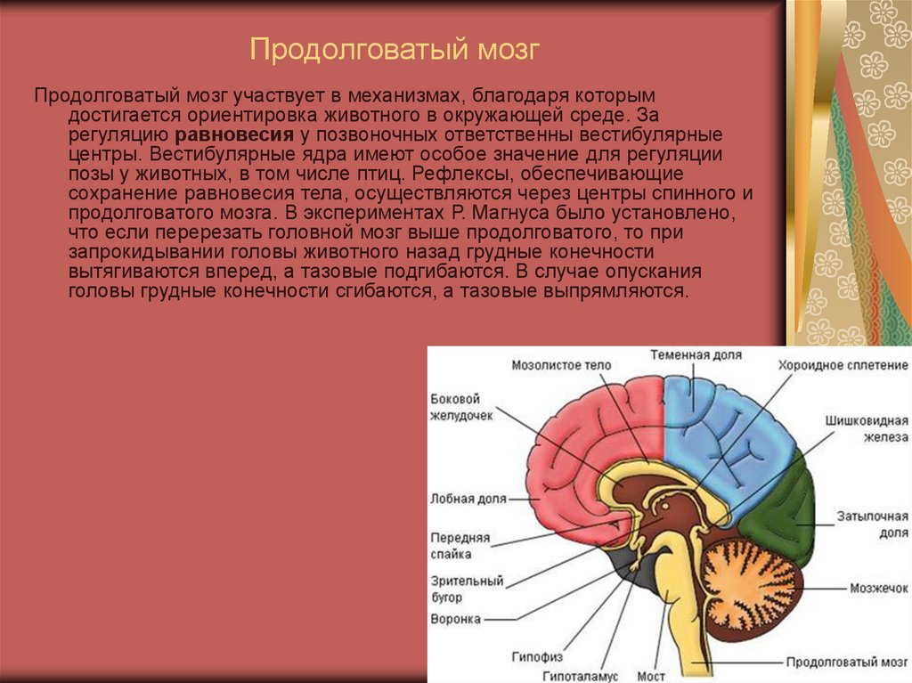 Продолговатый мозг участвует в. Продолговатый и задний мозг. Строение заднего мозга. Продолговатый мозг анатомия. Продолговатый мозг строение и функции.