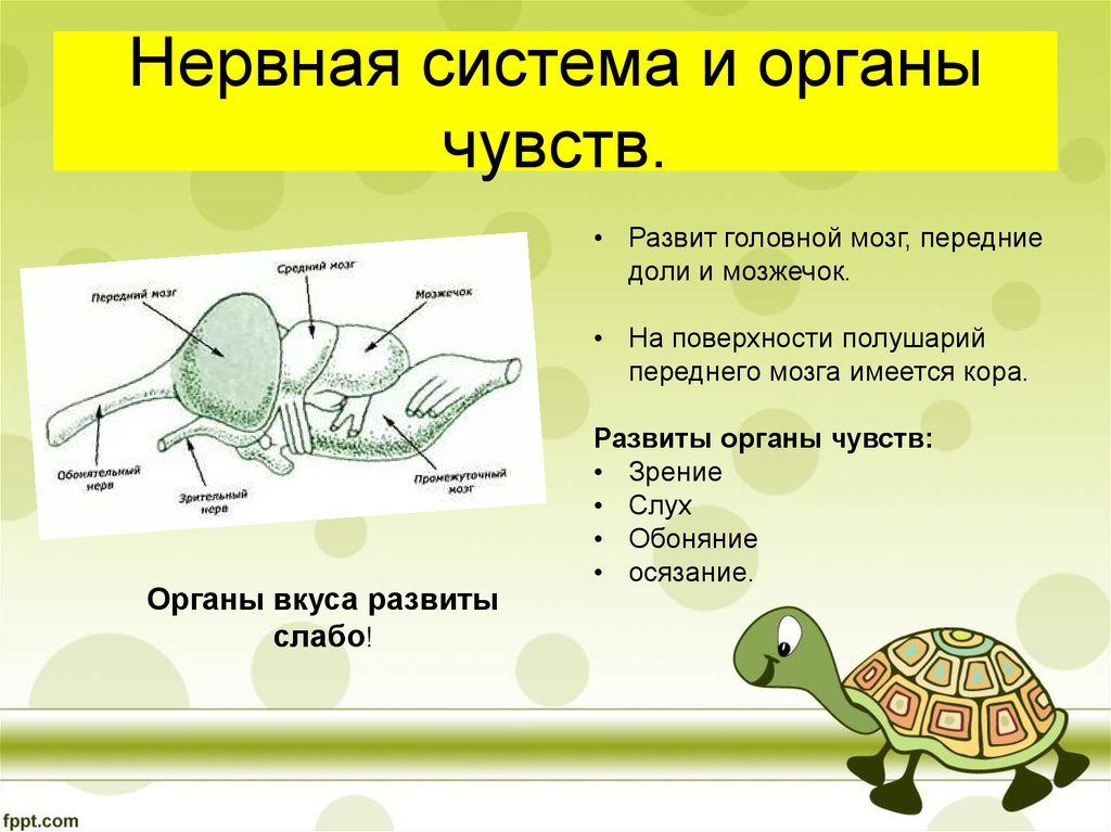 Тест нервная система органы чувств. Нервная система черепахи схема. Нервная система черепах. Внутреннее строение черепахи. Органы нервной системы рептилий.