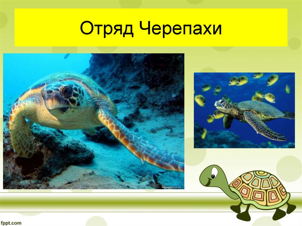 Презентация по биологии 7 класс. Пресмыкающиеся отряд черепахи. Пресмыкающиеся 7 класс биология отряд черепахи. Отряд черепахи биология 7 класс. Класс пресмыкающиеся отряд черепахи.