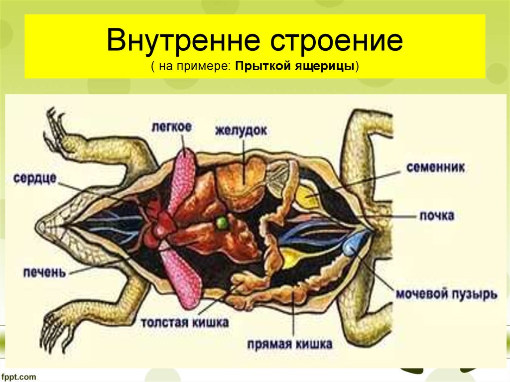 Назовите органы рептилии изображенной на рисунке