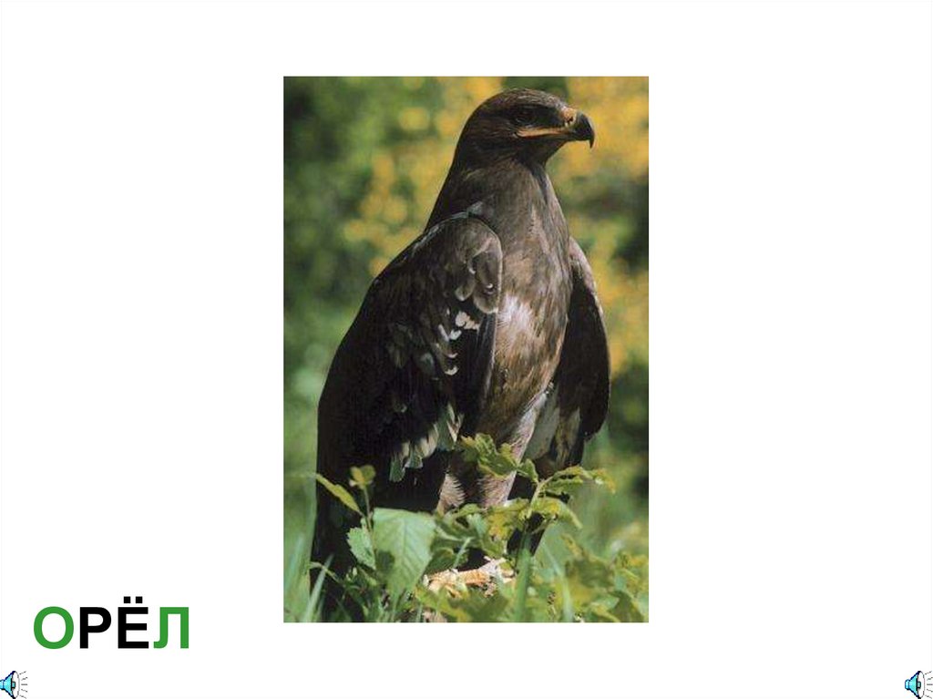 ОРЁЛ