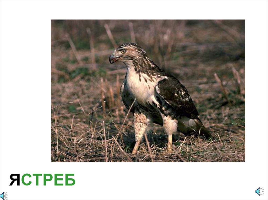 ЯСТРЕБ