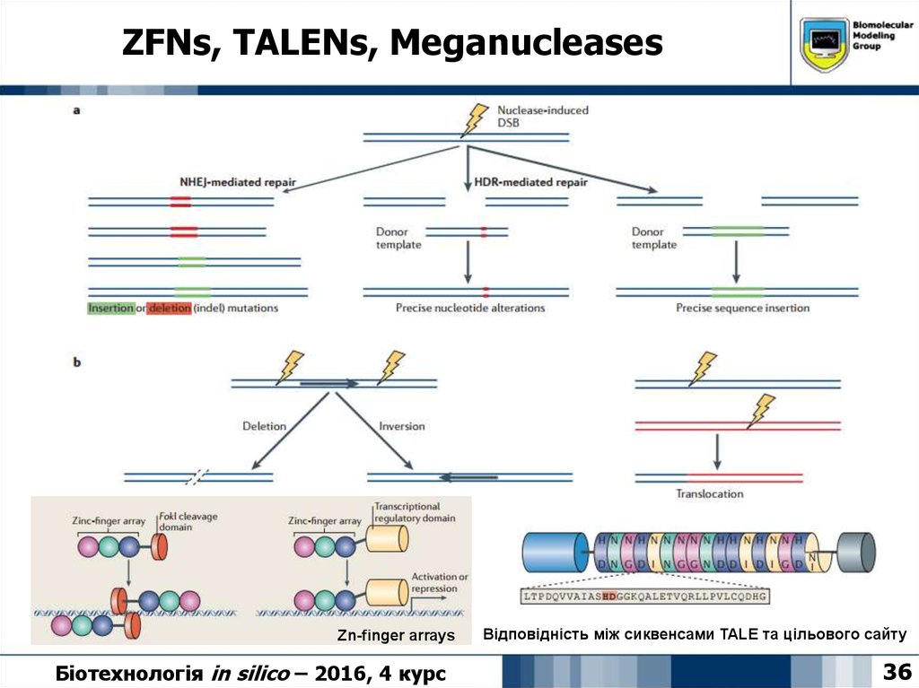 ZFNs, TALENs, Meganucleases