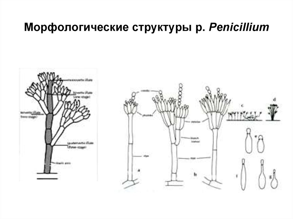 Морфологическое строение. Морфологические свойства рода Penicillium. Морфологическое строение это. Морфологическая структура. Морфологические свойства Penicillium.