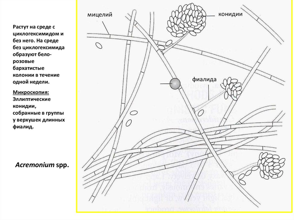 Мицелий конидии. Микология атлас. Фиалиды и конидии. Муральные конидии.