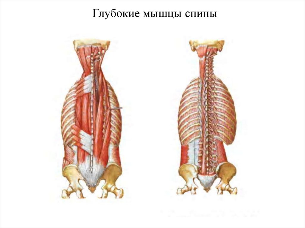 Глубокая поясница. Глубокие мышцы спины Синельников. Глубокие мышцы спины, глубокий 3 слой. Глубокие мышцы позвоночника анатомия. Глубокие мышцы поясницы анатомия.