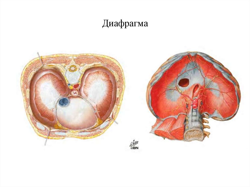 Три диафрагмы у человека. Диафрагма. Диафрагма анатомия человека. Спазм грудобрюшной диафрагмы.