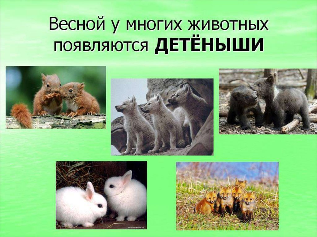 Животные весной картинки для детей