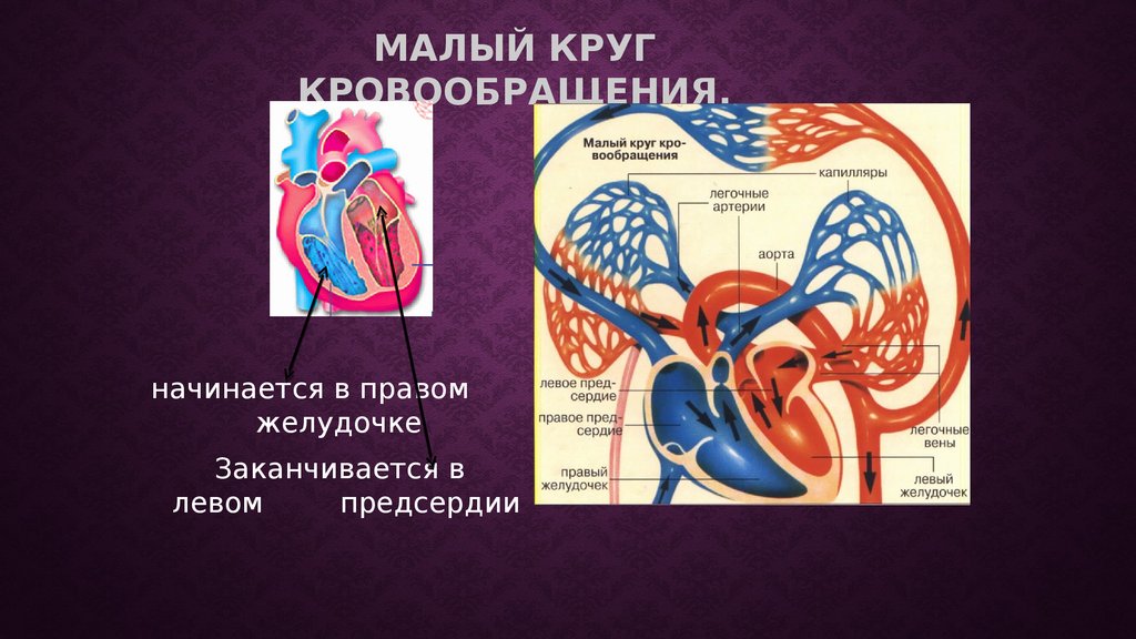 Работа сердца круги кровообращения. Малый круг кровообращения берет начало в. Малый круг начинается из. Малый круг правый желудочек и. Большой круг кровообращения берет начало в.