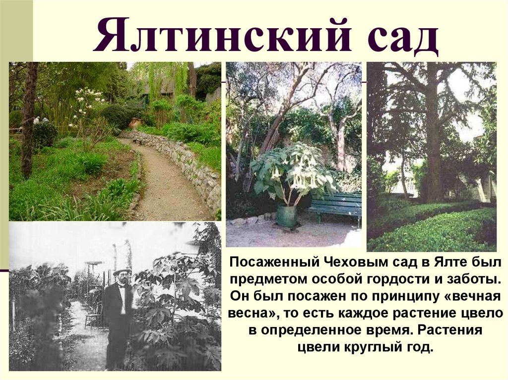 Жизнь и сад чехова. Чехов в саду в Ялте. Ялтинский сад Чехова 1898 год.