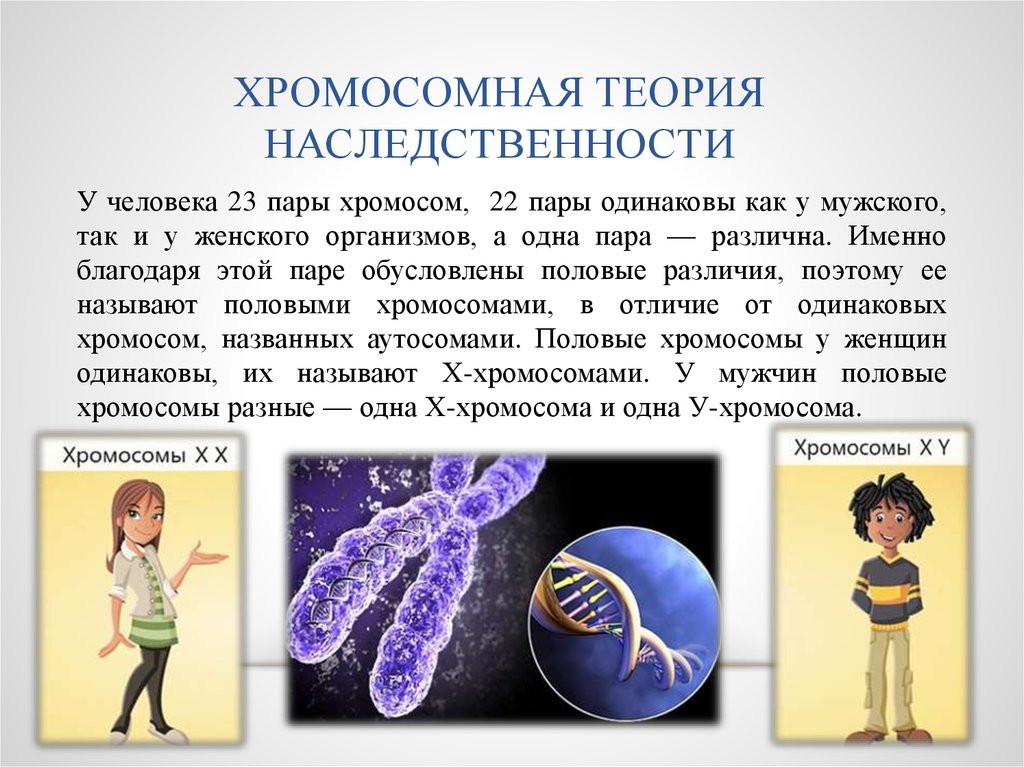 Положениями хромосомной теории наследственности является. Хромосомная теория наследственности. Хромосомная теория презентация. Хромосомная теория наследственности генетика. Современная хромосомная теория наследственности.
