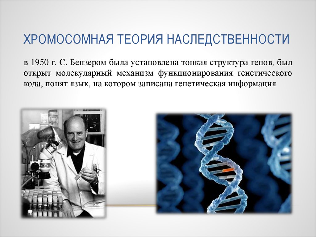 Развитие теории наследственности. Теория наследственности. Хромосомная теория. Хромосомная теория Моргана. Положения хромосомной теории наследственности.