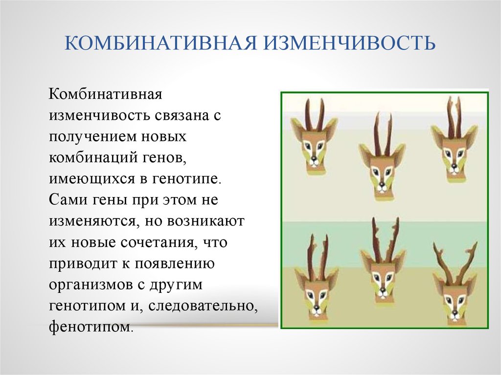 Механизмы комбинативной изменчивости