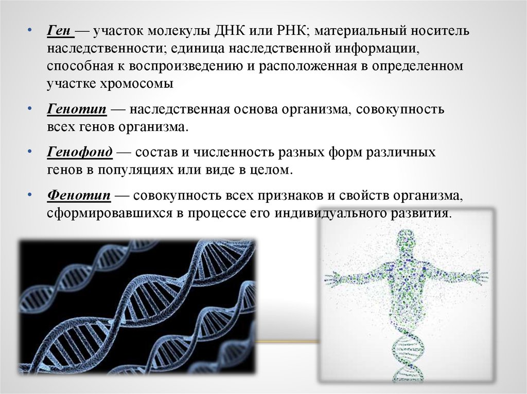 Основы генетики 9 класс презентация