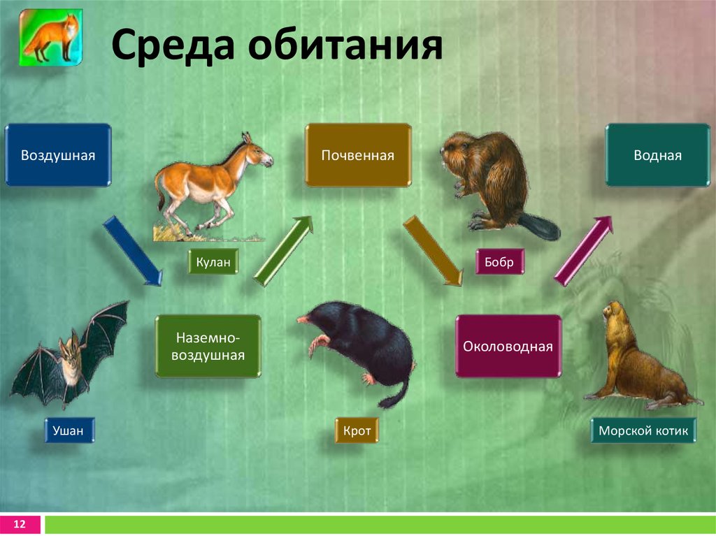 Среда питания. Наземно воздушная цепь питания. Пищевая цепь наземно воздушной среды. Пищевая цепочка воздушная. Нащемно воздушнаяцепочка питания.