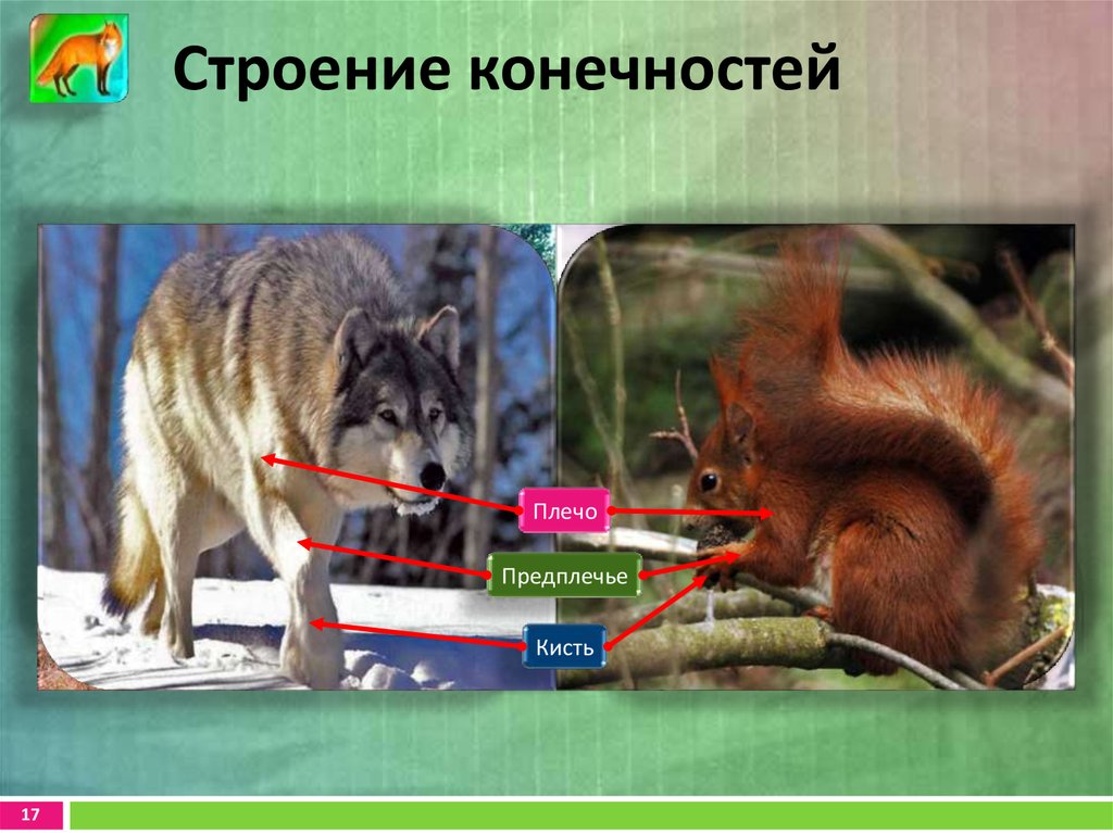 Строение конечностей