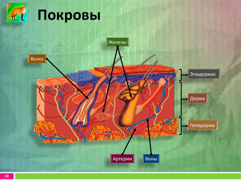 Дерма (собственно кожа); 3. Эпидермис дерма гиподерма. Кожа эпидермис дерма гиподерма. Соединительный компонент гиподермы и дермы. Дерма и гиподерма.
