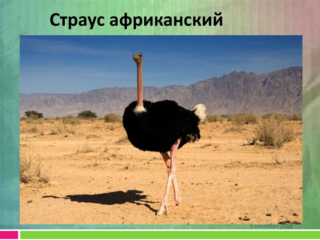 Страус африканский