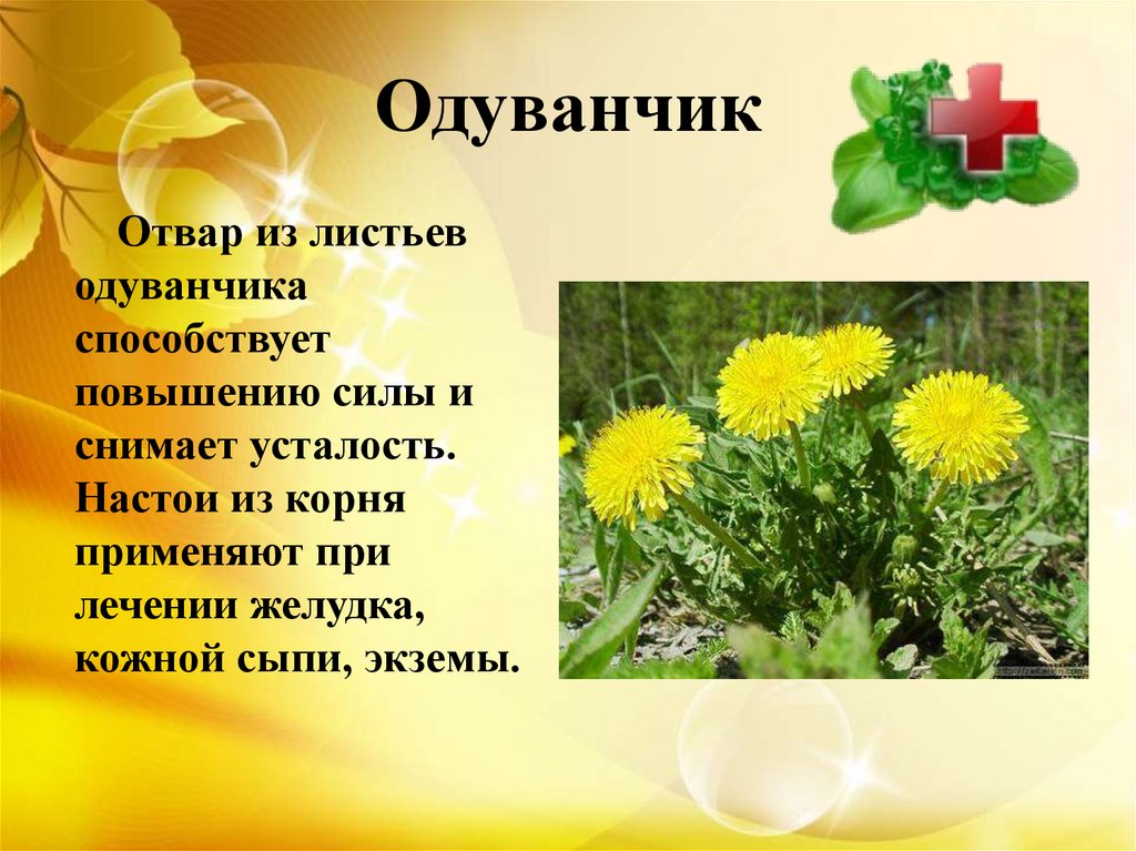 Цветы одуванчика польза для человека. Лекарственные растения. Лечебные растения. Лекарственные растения для детей. Информация о лекарственных растениях.