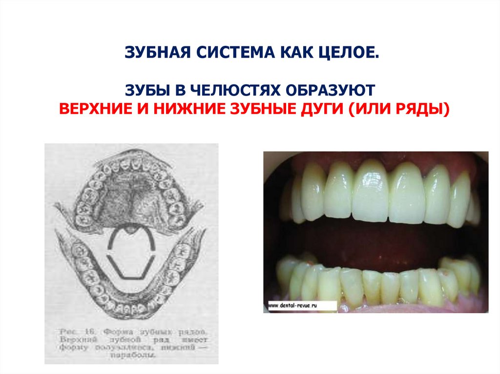 Нижние зубы. Дуга нижней челюсти анатомия. Зубные дуги.