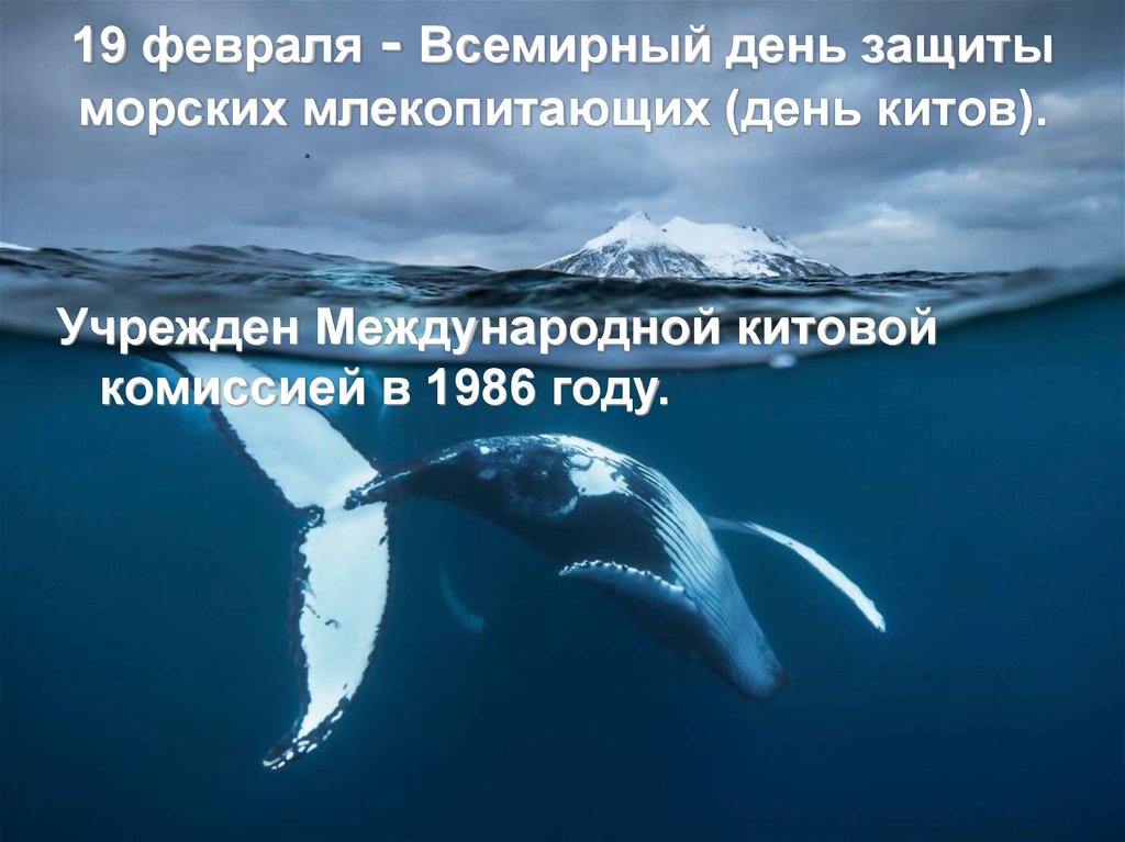 19 февраля - Всемирный день защиты морских млекопитающих (день китов).