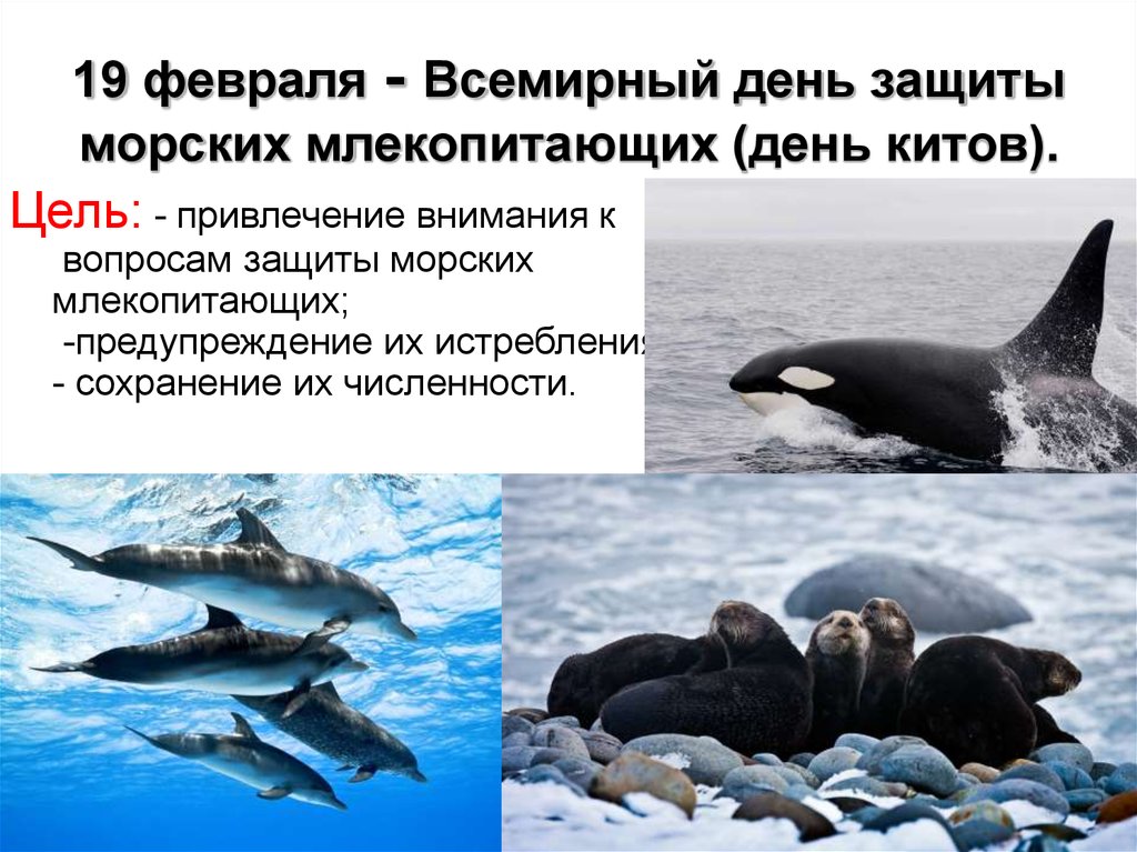 Сравните образ жизни тюленя и кита. Всемирный день морских млекопитающих 19 февраля. 19 Февраля Всемирный день китов и морских млекопитающих. 19 Февраля день защиты морских млекопитающих день кита. Всемирный день китов (день защиты морских млекопитающих).