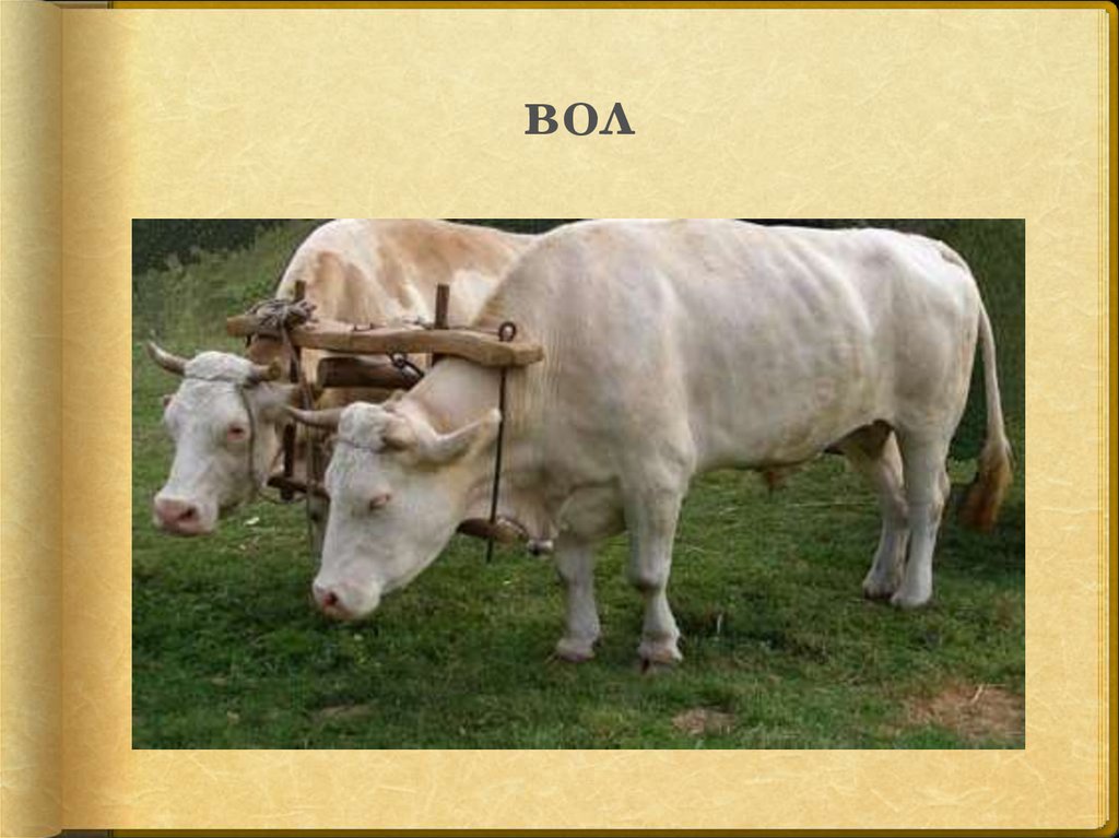 вол