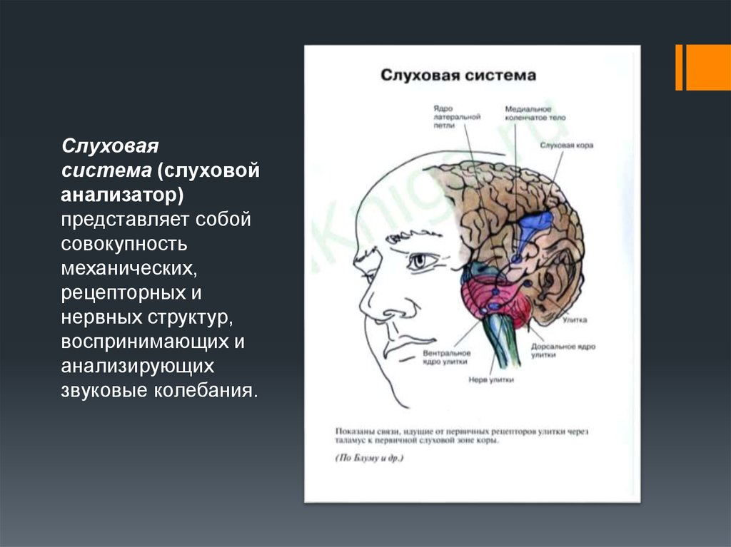 Презентация гностические слуховые расстройства