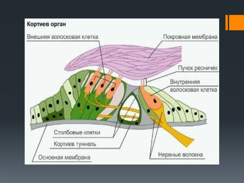 Схема строения волосковых клеток