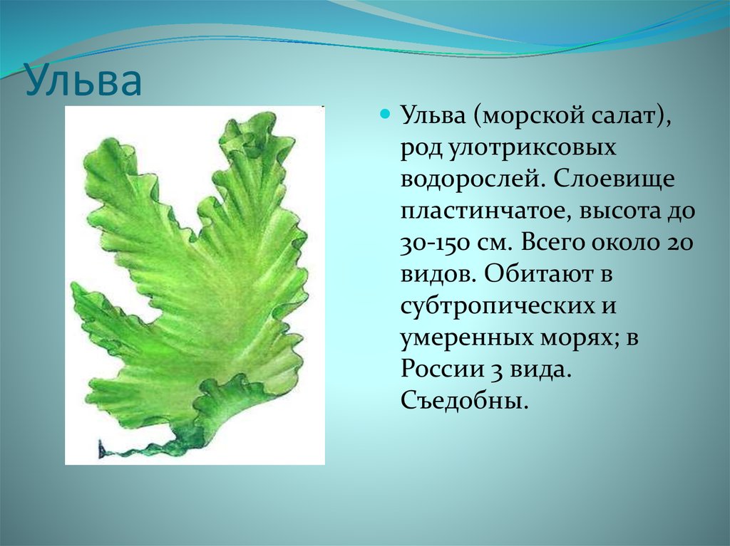 Впр водоросли 7 класс. Зелёные водоросли Ульва. Ульва слоевище. Ульва лактука. Ульва и ламинария.