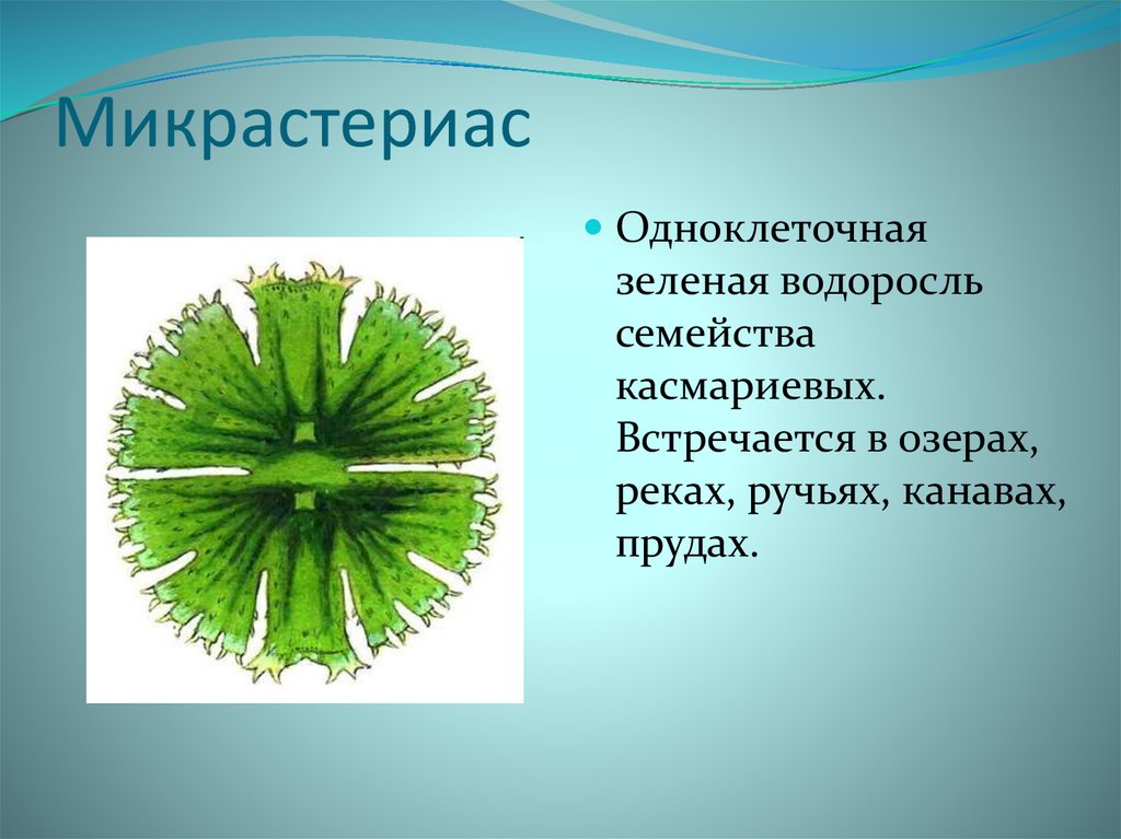 Зеленые водоросли формы