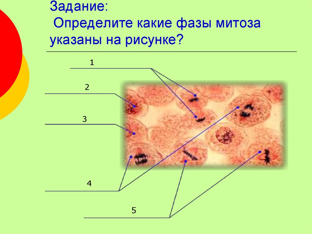 Деление клетки задачи. Определите какие фазы митоза указаны на рисунке. Задание : определите какие фазы митоза. Деление клетки задание. Какие фазы митоза.