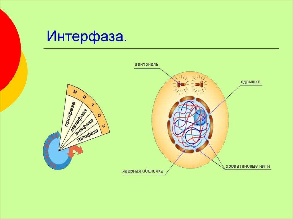 Интерфаза деления. Интерфаза 1 рисунок. Пресинтетический период интерфазы рисунок. Интерфаза периоды рисунок. Схема биология интерфаза.