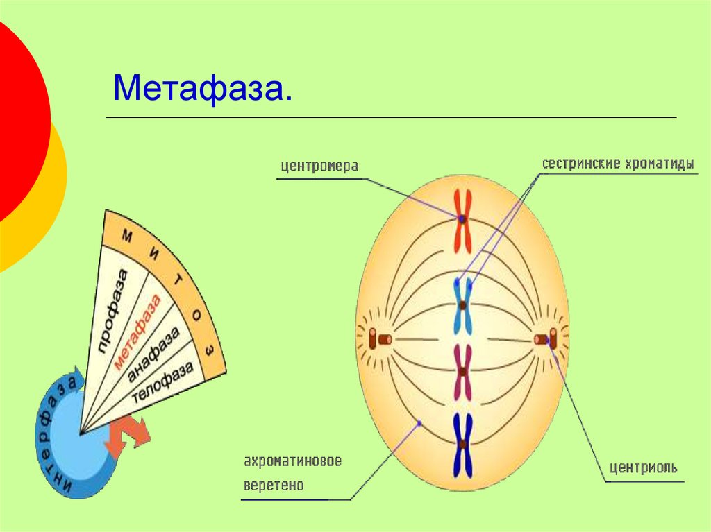 Метафаза митоза рисунок