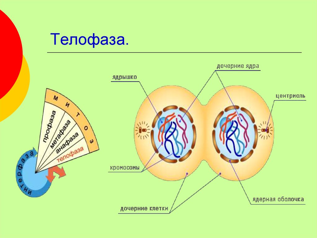 Телофаза. Телофаза митоза. Телофаза схема. Телофаза рисунок. Телофаза i.