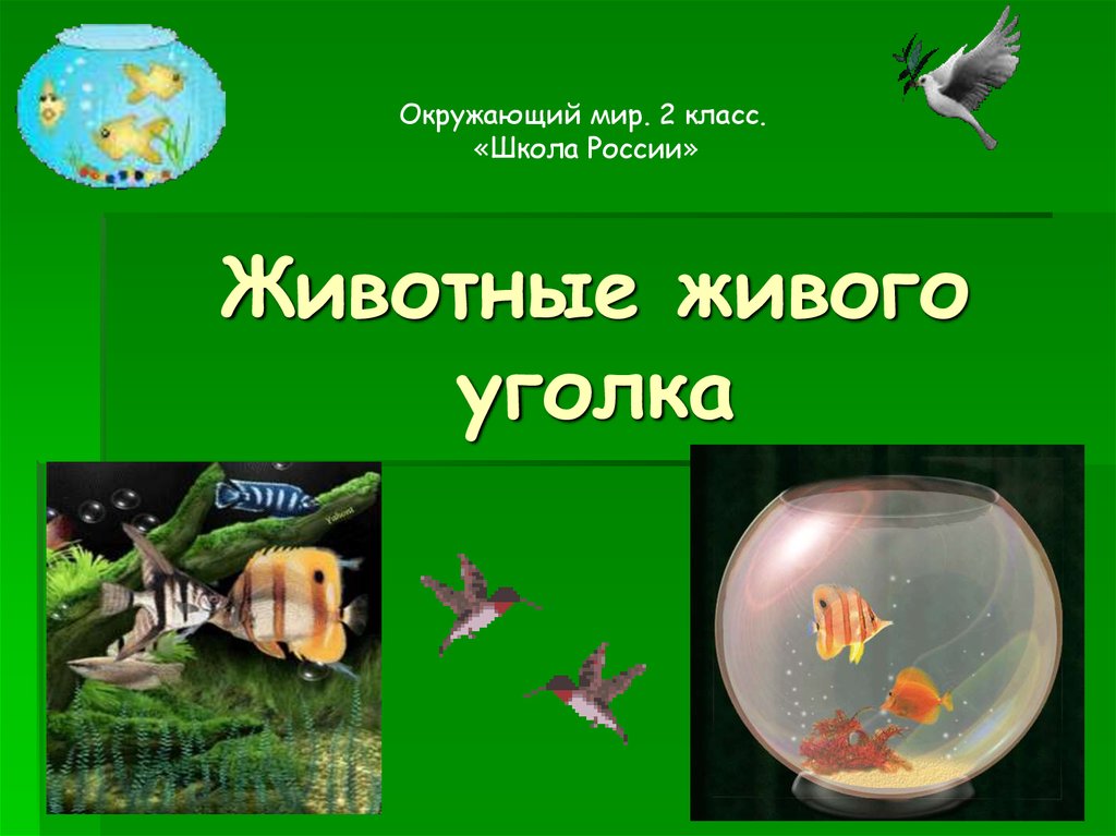 Животные живого уголка 2 класс окружающий. Животные живого уголка 2 класс окружающий мир. Окружающий мир 2 животные живого уголка. Окружающий мир второй класс животные живого уголка. Живой уголок окружающий мир презентация.