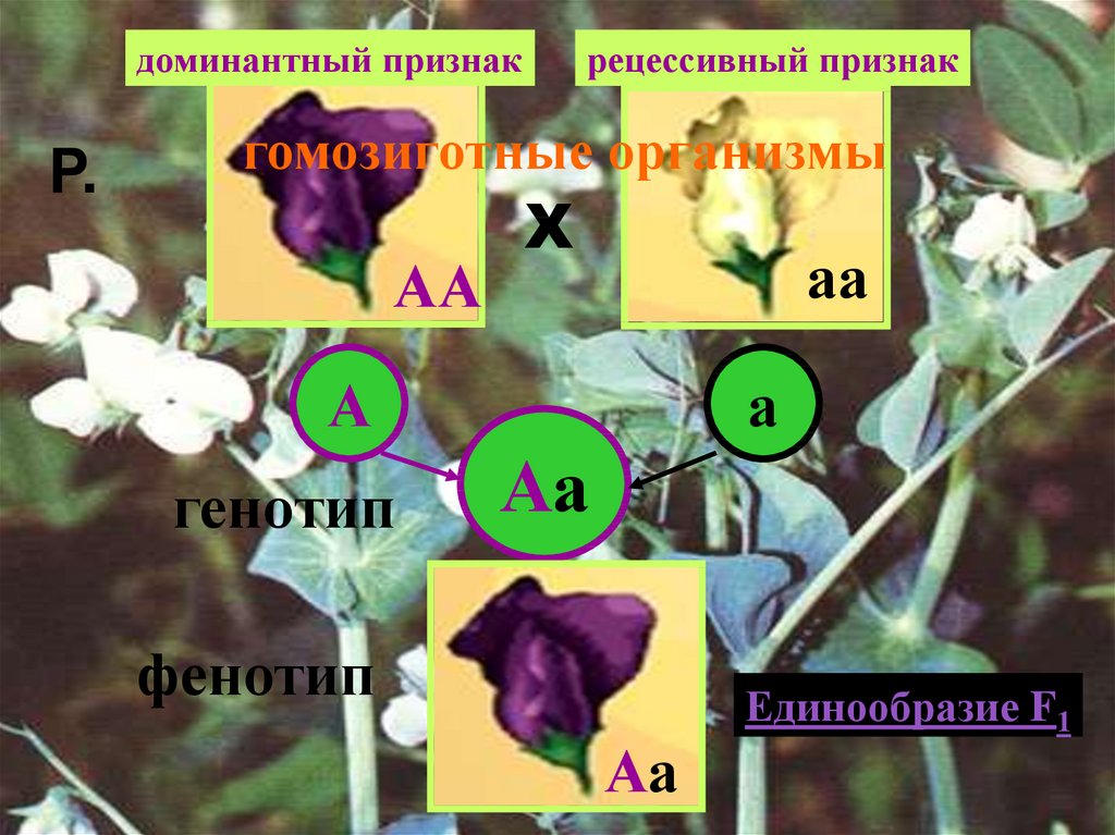 Растение ночная красавица неполное доминирование. Скрещивание комнатных растений. Фото скрещивание растений профессия.