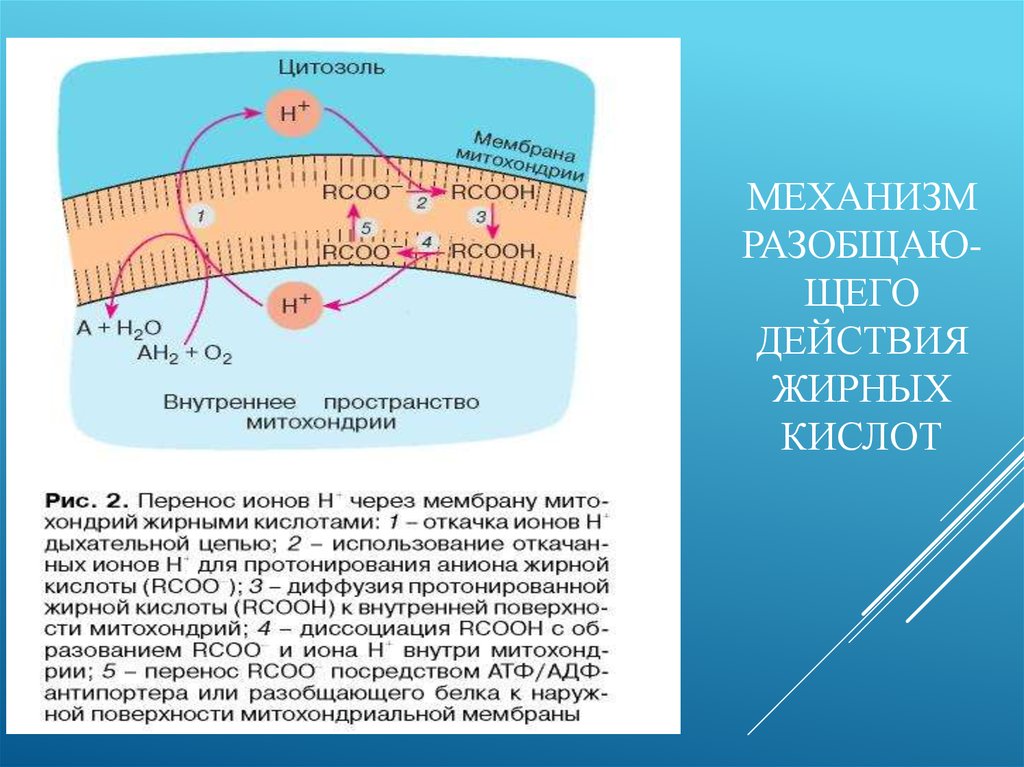 Клеточное дыхание признаки